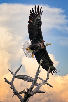 Image "Bald Eagle, Lemon Bay Golf Club, Englewood, Florida" by Dave Sansom