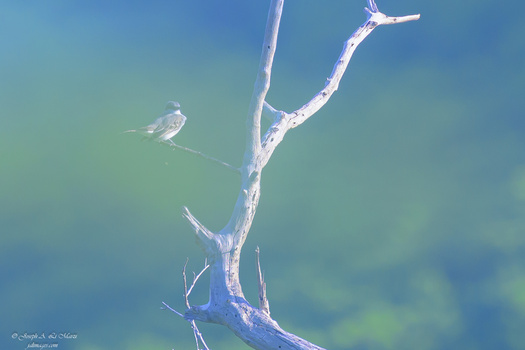 Image "Kingbird" by Joseph Li Marzi