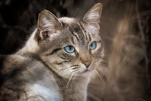 Alley cat portrait by TAUFIK AMMOUNEH