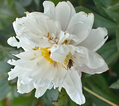 Image "Peony Flower with Hoverfly" by Robert koernke