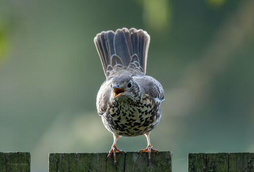 Image "Angry Bird?" by Brian Scott