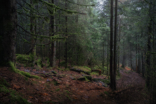 Image "Path to the Sunless Kingdom" by Benjamin Höger