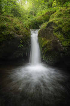 Image "The Forest’s Secret Handshake" by Benjamin Höger