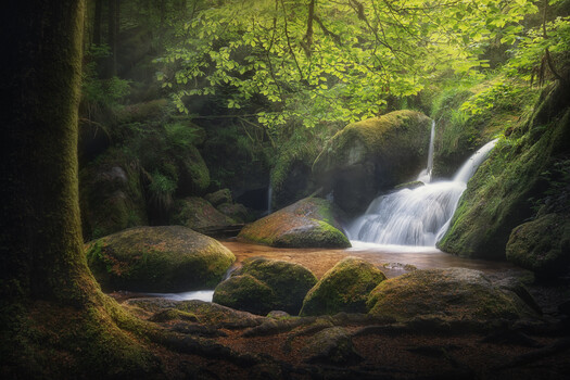 Image "Roots Of Life" by Benjamin Höger