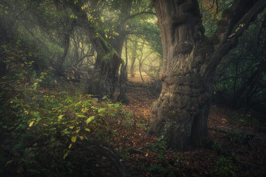 Image "Ancient Oaks – A Forgotten World" by Benjamin Höger