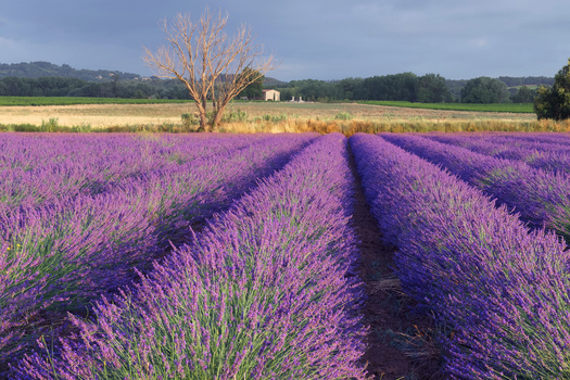 Image "Lavender field and Dead Tree" by Robert Abramson