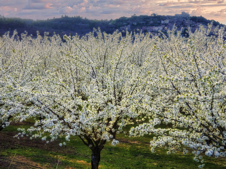 Image "Cherry Trees and Village" by Robert Abramson