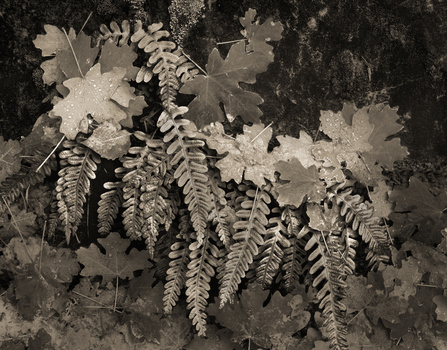 Image "Leaves and Ferns, Kolob Canyons, Utah" by Nathan McCreery