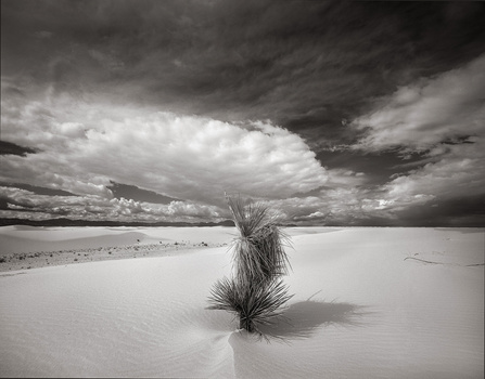 Image "Yucca Tree and Dunes, White Sands, New Mexico" by Nathan McCreery