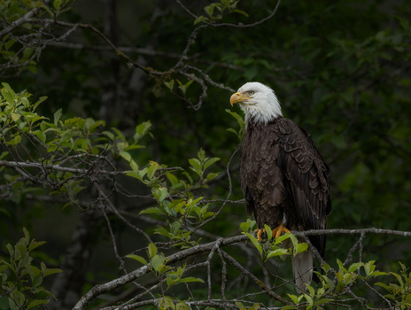 Image "Bald Eagle over Eagle River, Alaska" by Nathan McCreery