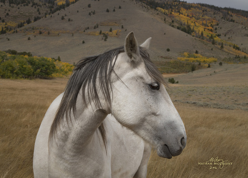 Image "Wild Mustang" by Nathan McCreery