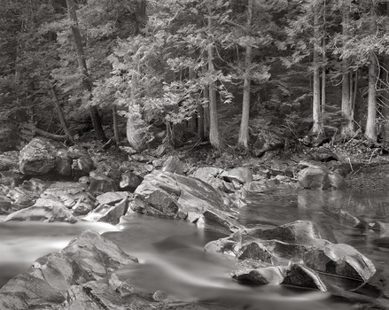 Image "Forest over McDonald Creek, Montana" by Nathan McCreery