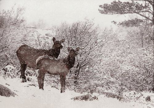 Cow Elk and Calf, Northern Colorado by Nathan McCreery