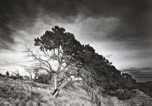 Image "Alligator Juniper, Dusk, Guadalupe Ridge, New Mexico" by Nathan McCreery