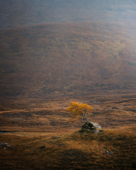 Image "Windswept tree in a Glen in Scotland" by Jeroen Verzijden