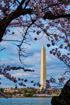Image "Washington Monument Cherry Blossom Festival 2023" by Frank Ginn