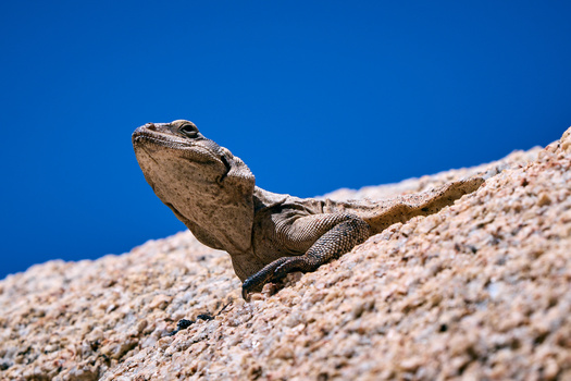 Image "Chuckwalla - Joshua Tree National Park - California" by Frank Ginn