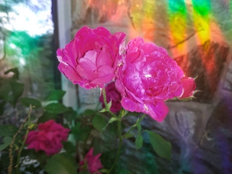 Image "Roses with Rainbow behind ot" by Cathy Kenyon