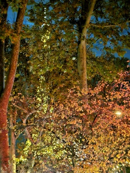 Image "PARIS Fall Time" by Pierre COUTU