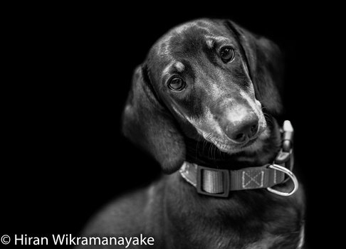 Image "Chilie" by Hiran Wikramanayake