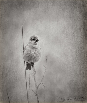 Image "Quiet Anyway" by Roger Elliott