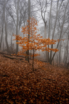 Image "Autumnal goodbye" by Michelle H