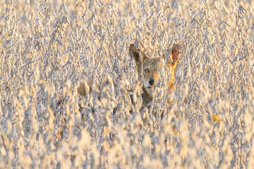 Image "Red Wolf Pup in a soybean field" by john wright