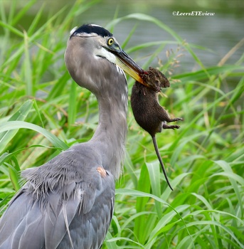 Image "Great Blue Heron with Marsh Rat" by Melissa Leer