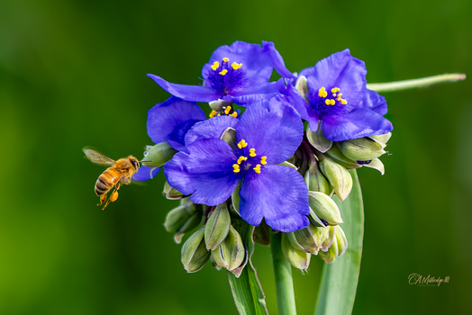 Image "Honeybee with Violet Spiderwort" by Chuck Milledge