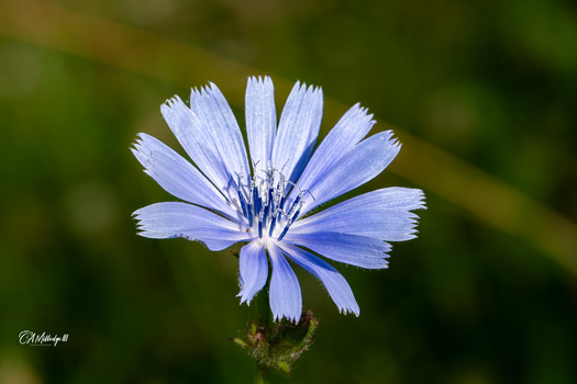 Image "Wild Chicory" by Chuck Milledge