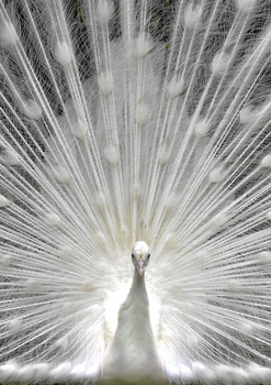 Image "White Peacock" by Stephen Majsak