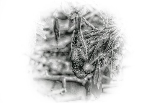 Image "Just Do It" by Lambert Fick