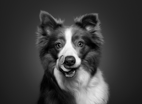 Image "Humankind Highly Active Dog Portrait" by Lona Walburn