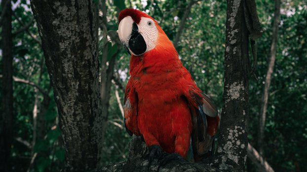 Image "Arara" by Alessandro Nardinelli