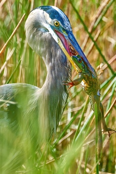 Image "Great Blue Heron 1 - Bullfrog 0" by Darin Hartley