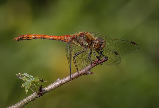 Image "Common Darter" by Alun Lambert