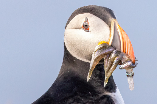 Dinner by Harry Morris