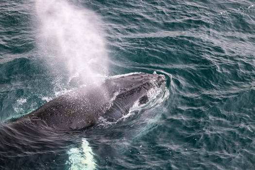 Humpback surfacing by Harry Morris