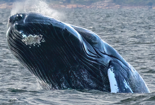 Humpback by Harry Morris