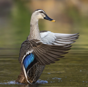 Image "Show off Duck" by Ozan Aktas