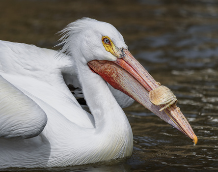 Image "American White Pelican" by Ozan Aktas