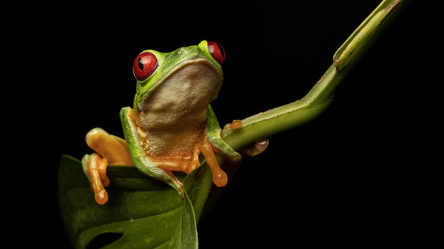Image "Red-eyed Tree Frog" by David Woolcock