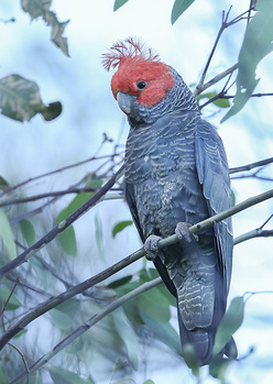Image "Gang-gang Cockatoo - Male" by David Woolcock