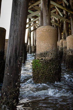 Image "A Pop of Green" by Daniel Pohl