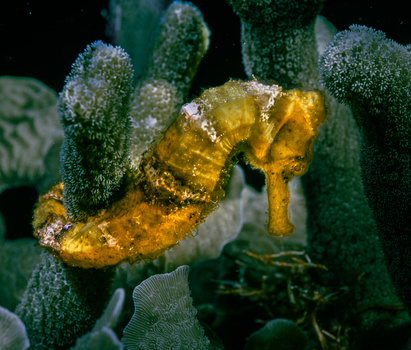 Image "Yellow Seahorse" by Christopher B. Merritt