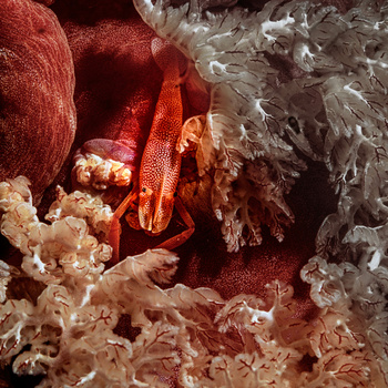 Image "Emperor Shrimp" by Christopher B. Merritt