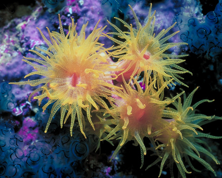 Image "Yillow Anemones" by Christopher B. Merritt