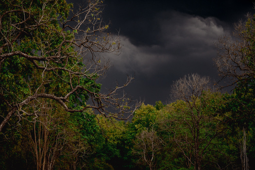 Image "Monsoons in forest" by Duke Das