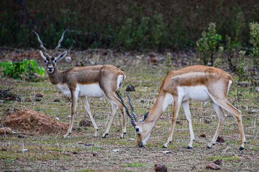 Image "Blackbuck" by Duke Das