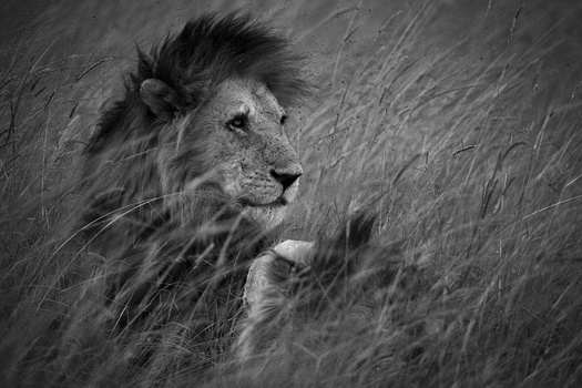 Image "Young Lion" by Sebastien CHATEAUVIEUX